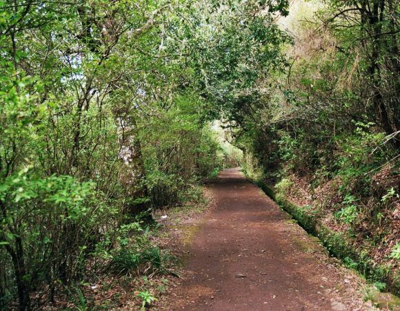 Levada do Rei – Ribeiro Bonito Private Group with Mountain Guide included